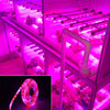 5m 300 LEDs SMD 5050 Full Spectrum LED Strip Light Fitolampy Grow Lights for Greenhouse Hydroponic Plant Non Waterproof(4 Red 1 Bl