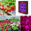 LED Plant Light Quantum Board Greenhouse Seedling Plant Growth Supplementary Light Full Spectrum Plant Planting Light, Power: 169 Beads EU Plug